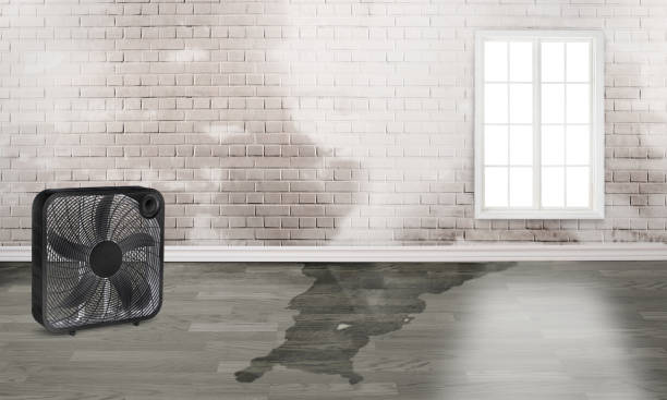 Best Water damage cleanup near me  in Indian Hills, CO